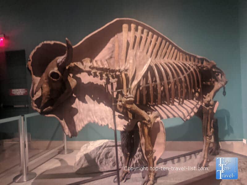 Age of Mammals exhibit The Carnegie Museum of Natural History in Pittsburgh