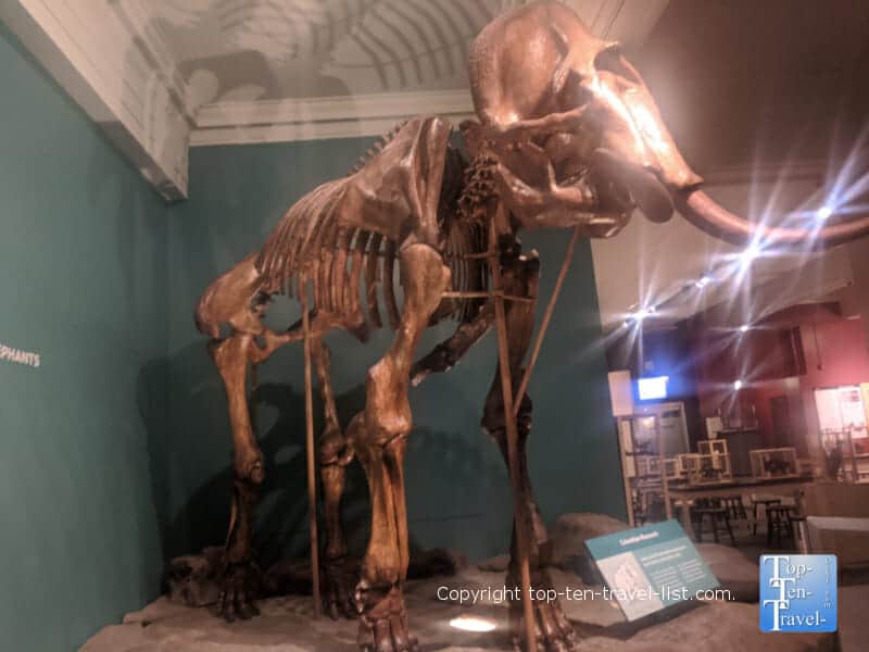 Age of Mammals exhibit The Carnegie Museum of Natural History in Pittsburgh