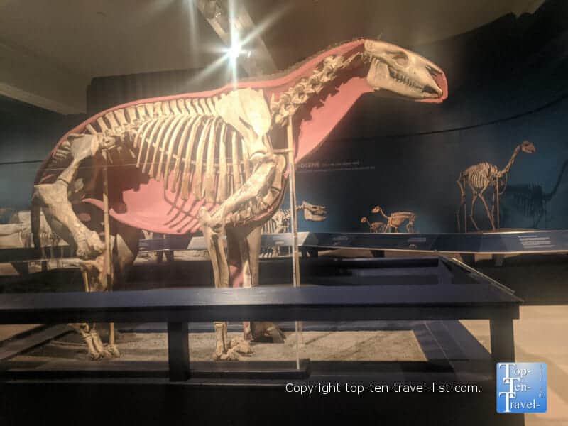 Age of Mammals exhibit The Carnegie Museum of Natural History in Pittsburgh