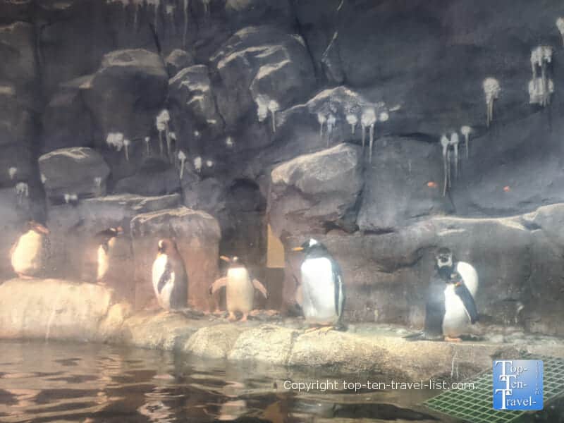 Penguins at the PPG Aquarium at the Pittsburgh Zoo