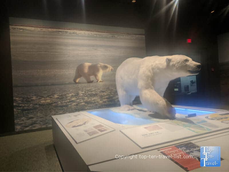Hall of Arctic Life at The Carnegie Museum of Natural History in Pittsburgh