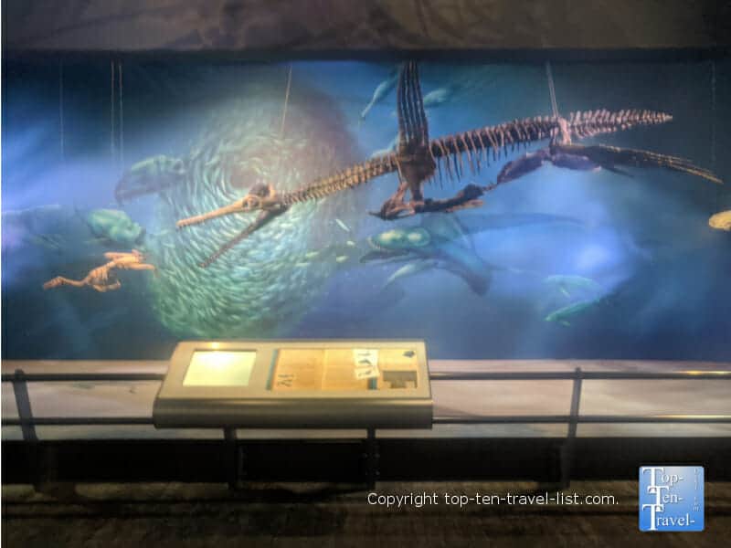 Cretaceous Seaway exhibit at The Carnegie Museum of Natural History in Pittsburgh