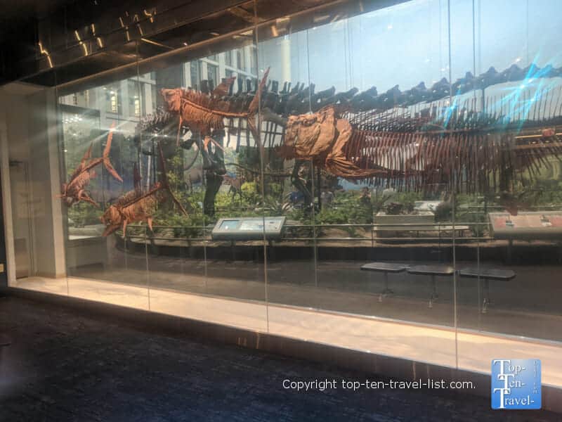Cretaceous Seaway exhibit at The Carnegie Museum of Natural History in Pittsburgh