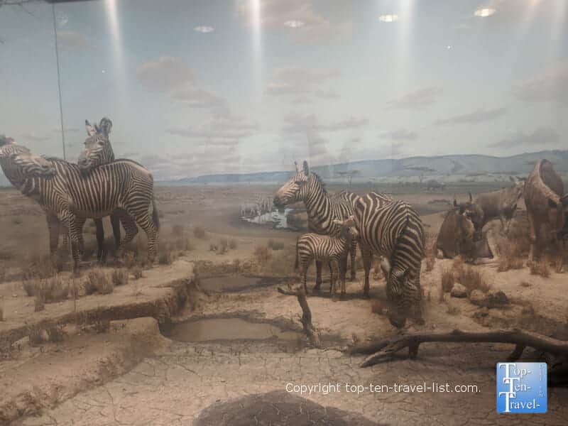 Diorama Hall of African Wildlife at The Carnegie Museum of Natural History in Pittsburgh