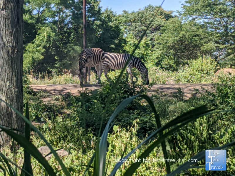 Zebras at the Pittsburgh Zoo