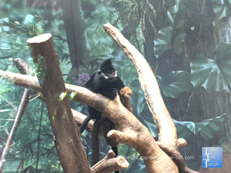 Baby monkey at the Cleveland Zoo