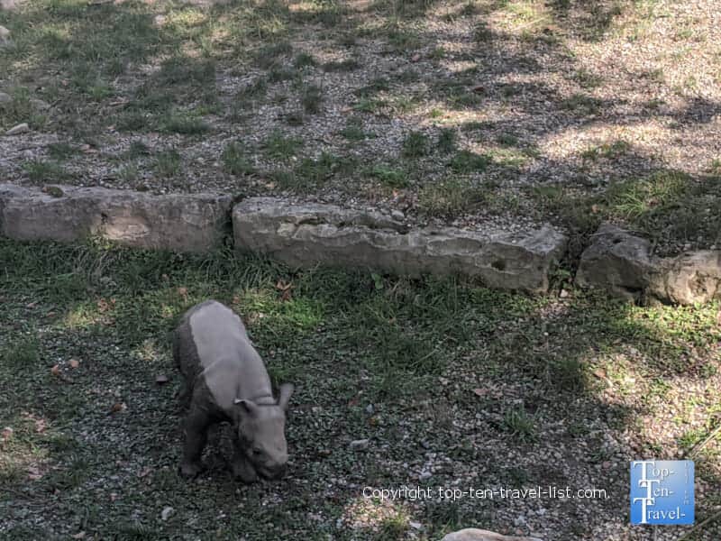 Baby rhino at the Cleveland Zoo