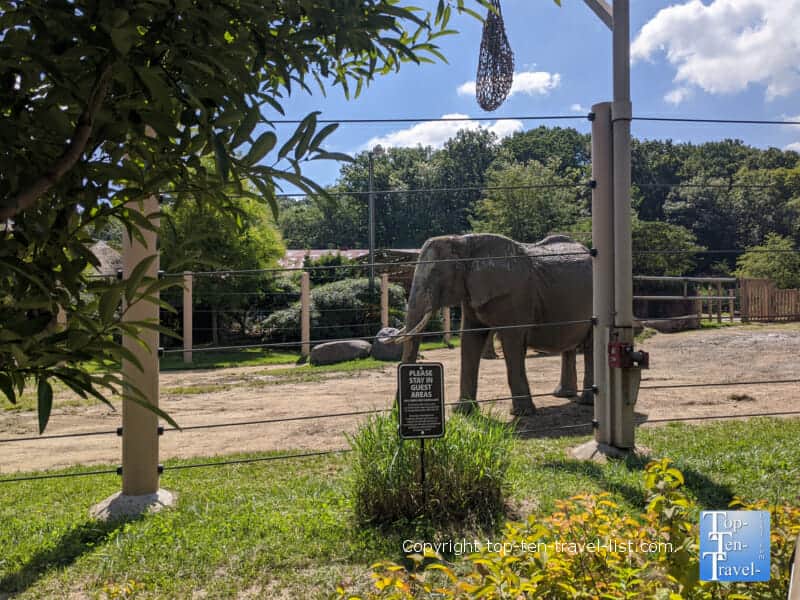 Elephant at Cleveland Metroparks Zoo
