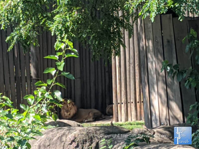 Lion sleeping at the Cleveland Metroparks Zoo