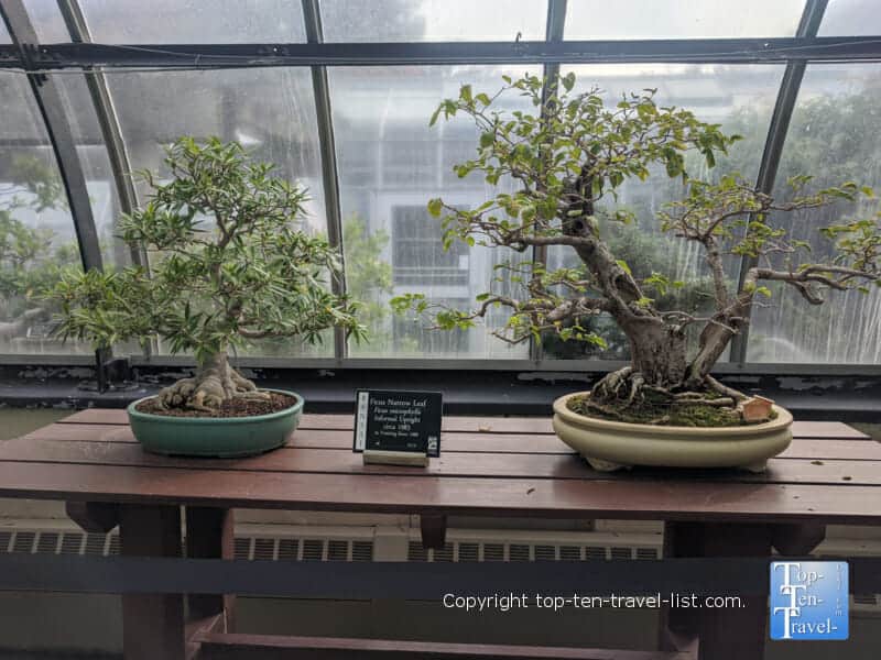 Bonsai trees at Krohn Conservatory in Cincinnati