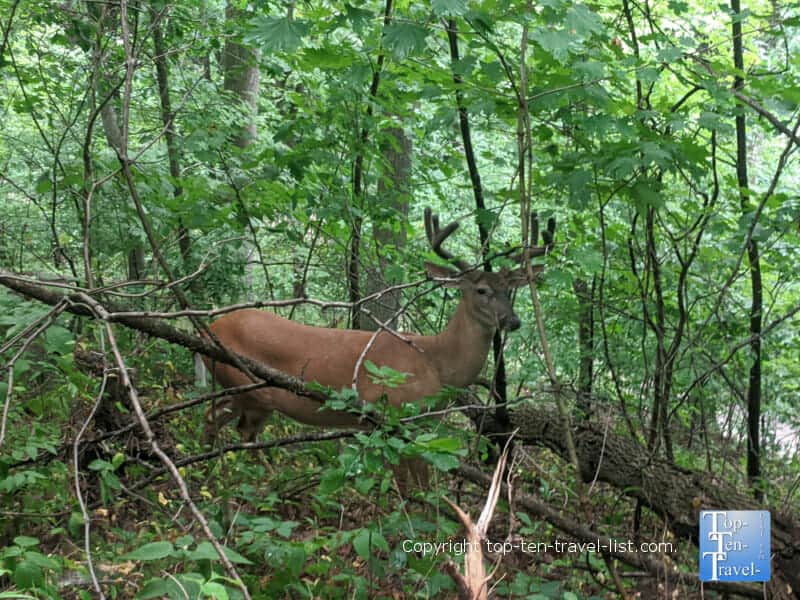 Deer at Schenley Park in Pittsburgh 