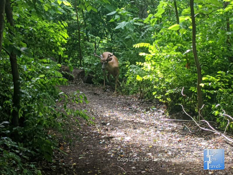Deer on a trail at Schenley Park in Pittsburgh, PA