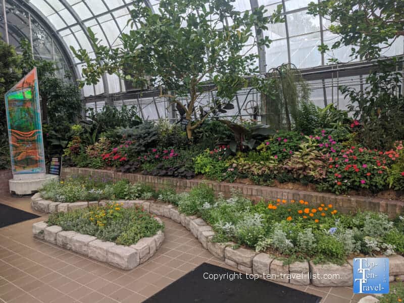 Beautiful flowers at Krohn Conservatory in Cincinnati
