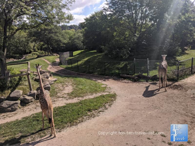 Giraffes at the Cleveland Zoo