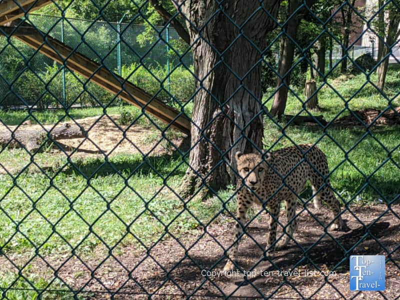Gorgeous leopard at the Cleveland Zoo