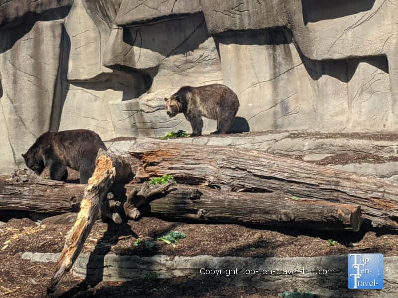 Grizzly bears at the Cleveland Metroparks Zoo