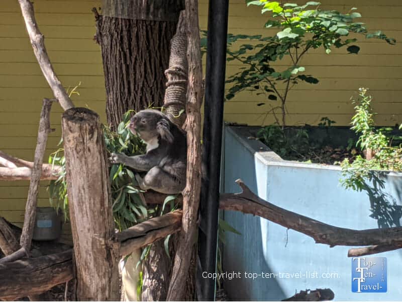 Koala bear at the Cleveland Zoo