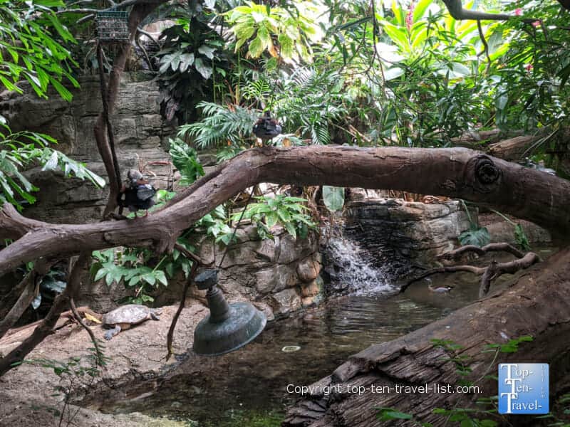 Lush setting at the Rainforest at the Cleveland Metroparks Zoo