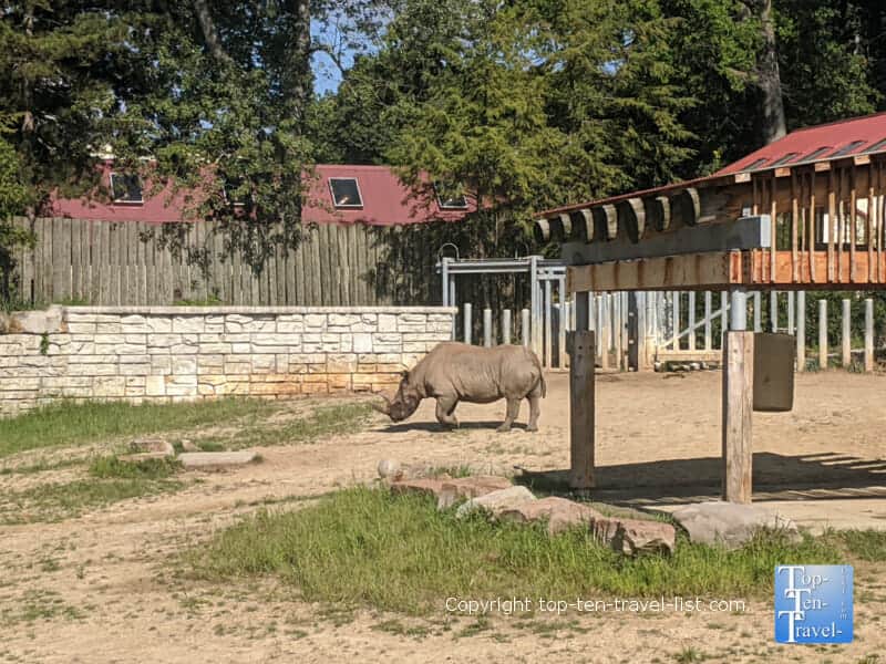 Rhino at the Cleveland Metroparks Zoo