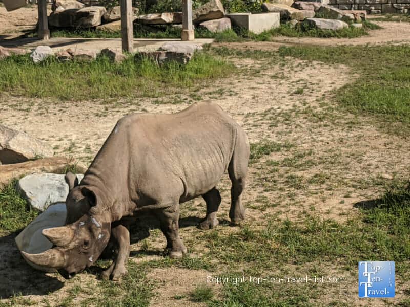 Rhino at Cleveland Zoo
