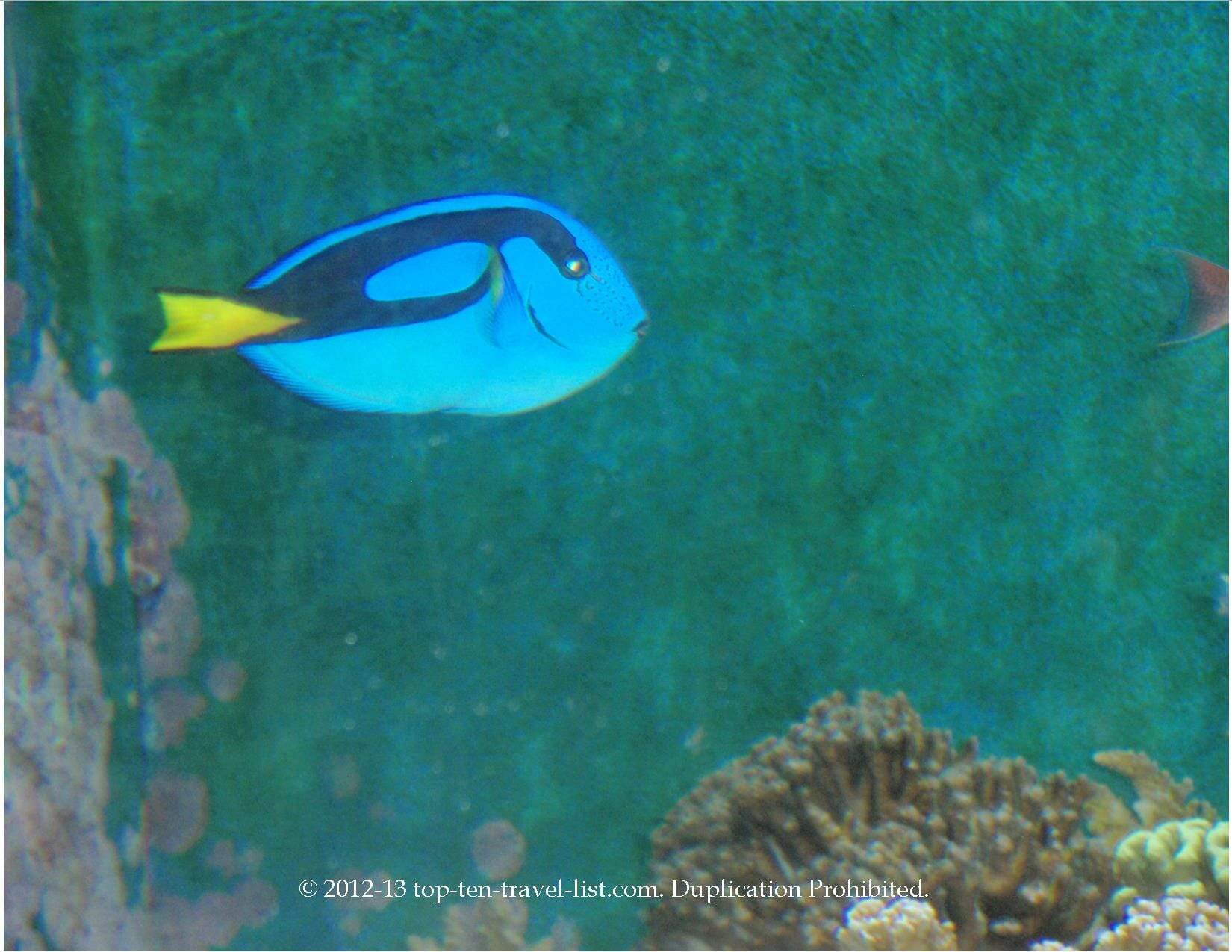 Coral reef at Brookfield Zoo in Chicago 
