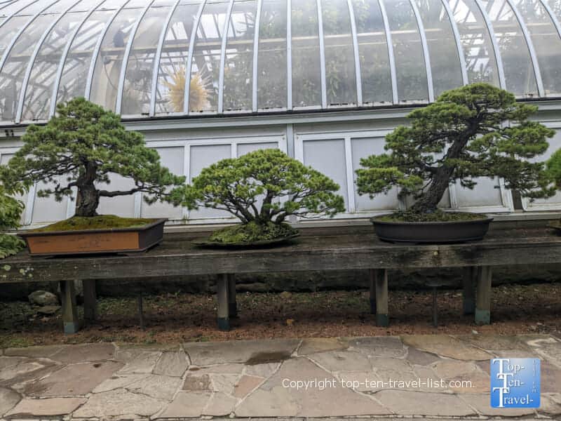 Bonsai collection at Phipps Conservatory in Pittsburgh