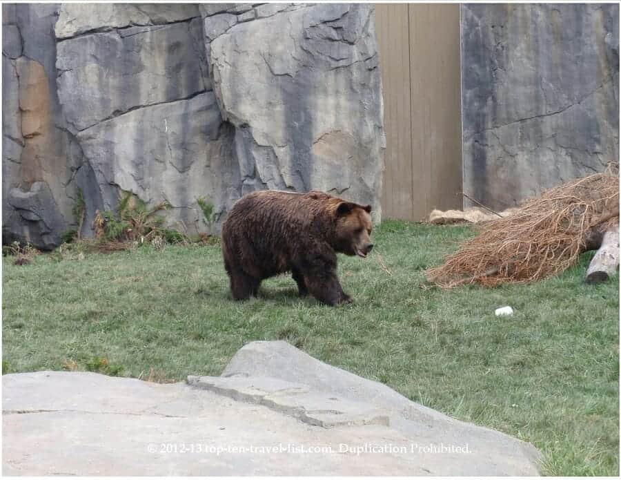 Brown bear at Brookfield Zoo in Chicago 