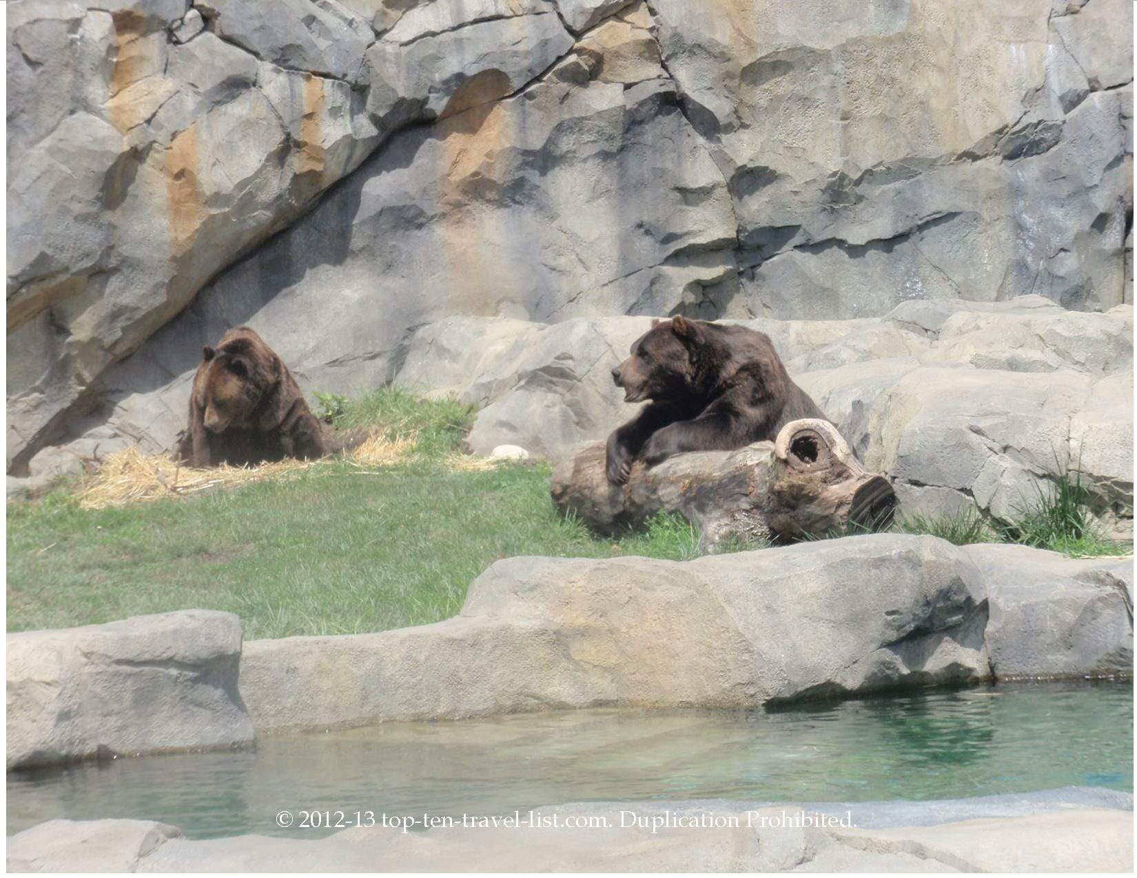 Grizzly bear exhibit at Brookfield Zoo in Chicago 