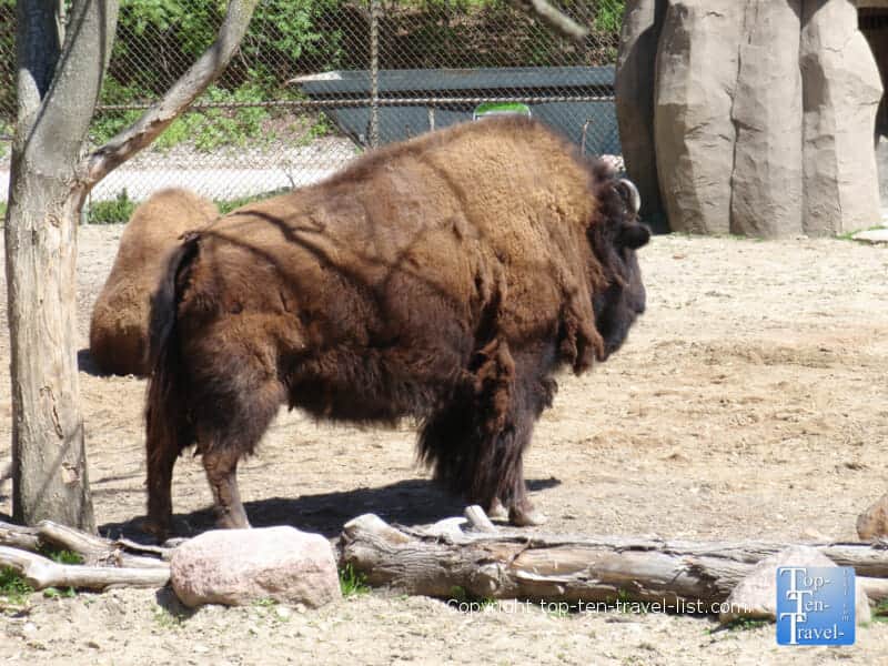Buffalo at Brookfield Zoo in Chicago 