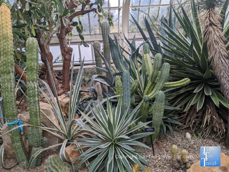 Cactus garden at the a Phipps