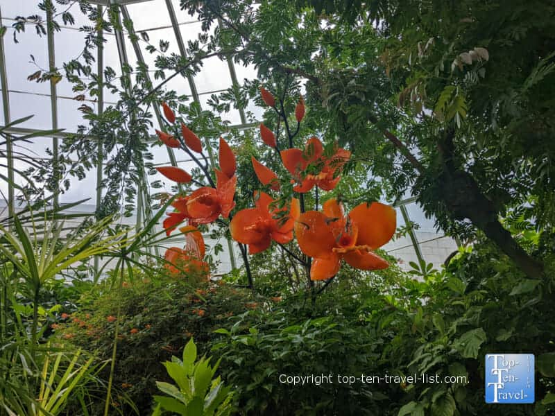 Chihuly art piece at Phipps Conservatory in Pittsburgh