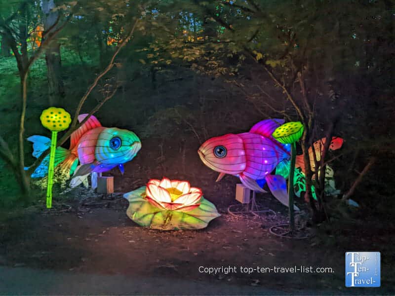 Colorful fish display at the Pittsburgh Zoo Asian Lantern Festival