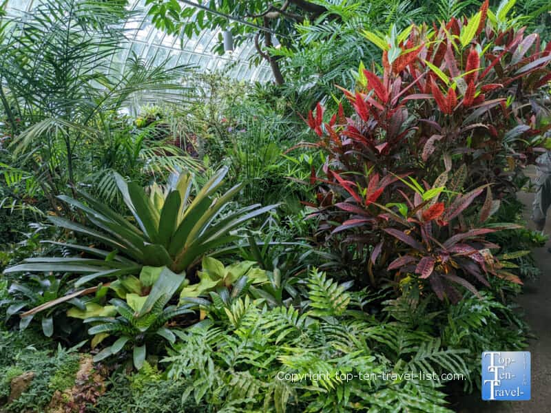 Lush fern garden at Phipps in Pittsburgh