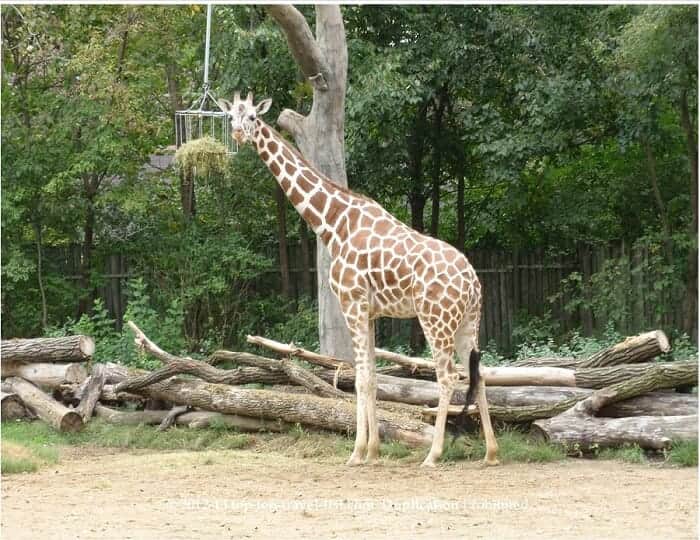 Giraffe at Brookfield Zoo in Chicago 