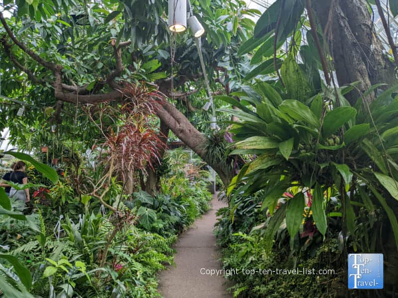 Lush fern garden at Phipps Conservatory in Pittsburgh