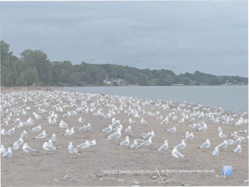 Tons of birds at Headlands Beach State park