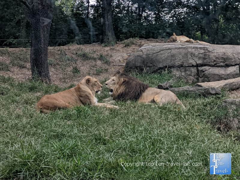 Lions at the Pittsburgh Zoo