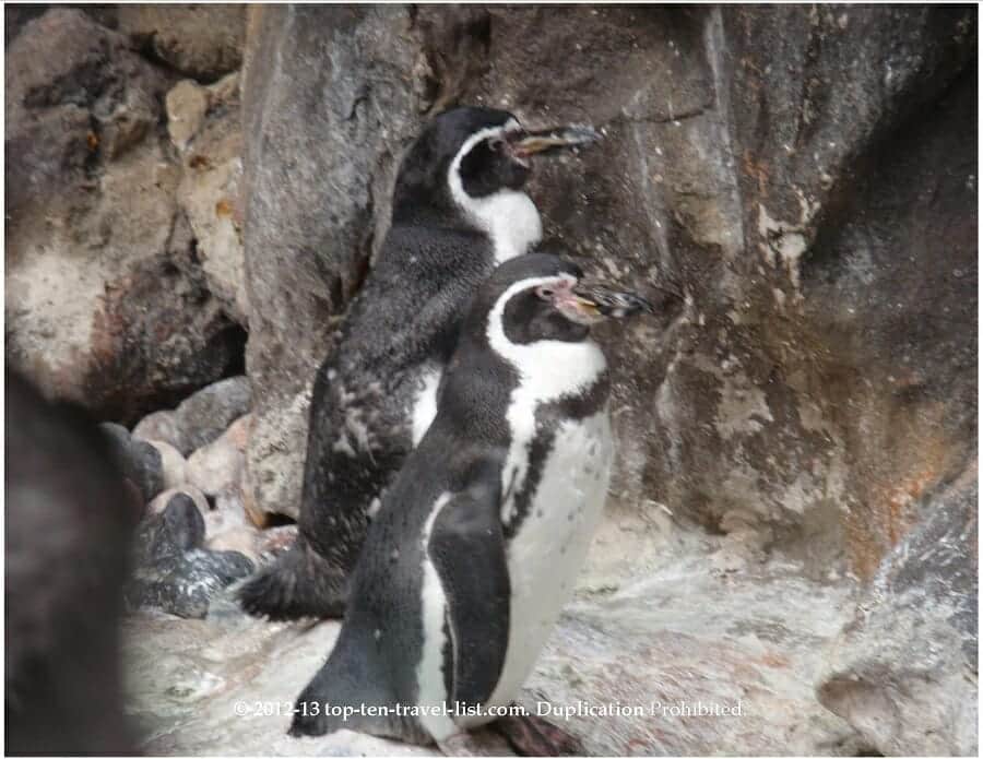 Penguins at Brookfield Zoo in Chicago 