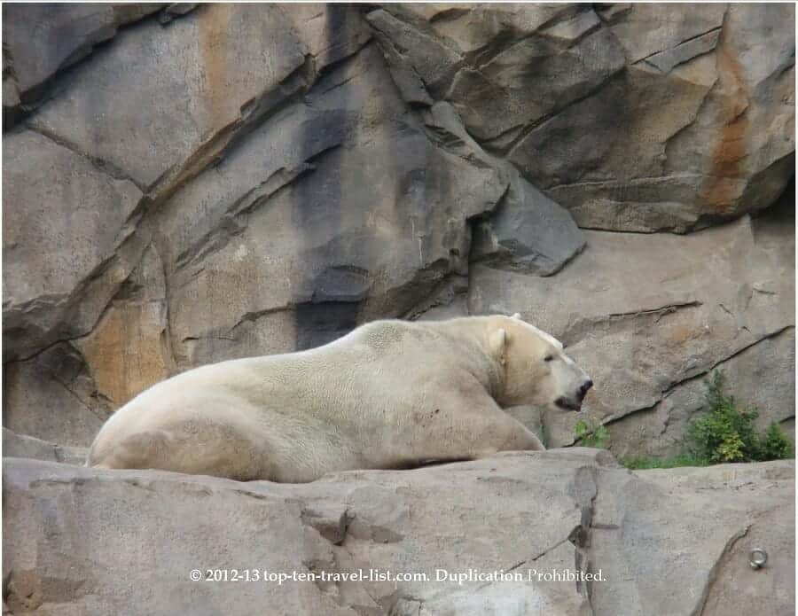 Polar bear relaxing at Brookfield Zoo in Chicago 