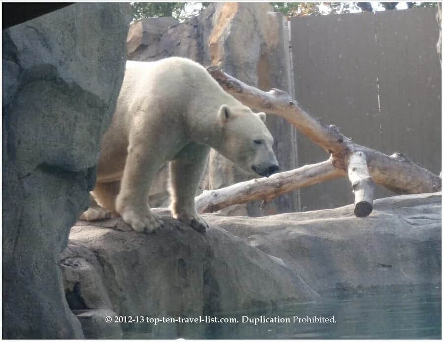 Polar bear getting in the water at Brookfield Zoo in Chicago 