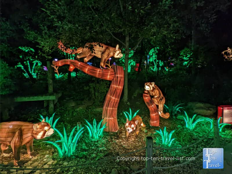 Red panda display at the Pittsburgh Zoo Asian Lantern Festival