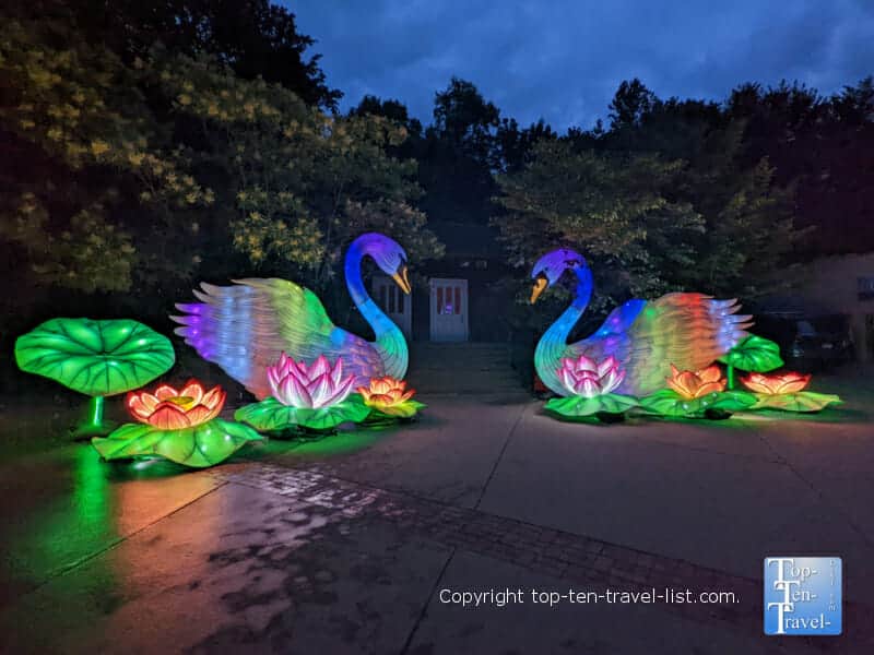 Swan display at the Pittsburgh Zoo Asian Lantern Festival