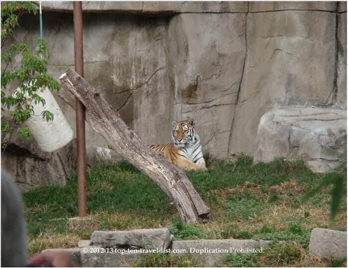 Gorgeous tiger at Brookfield Zoo in Chicago 
