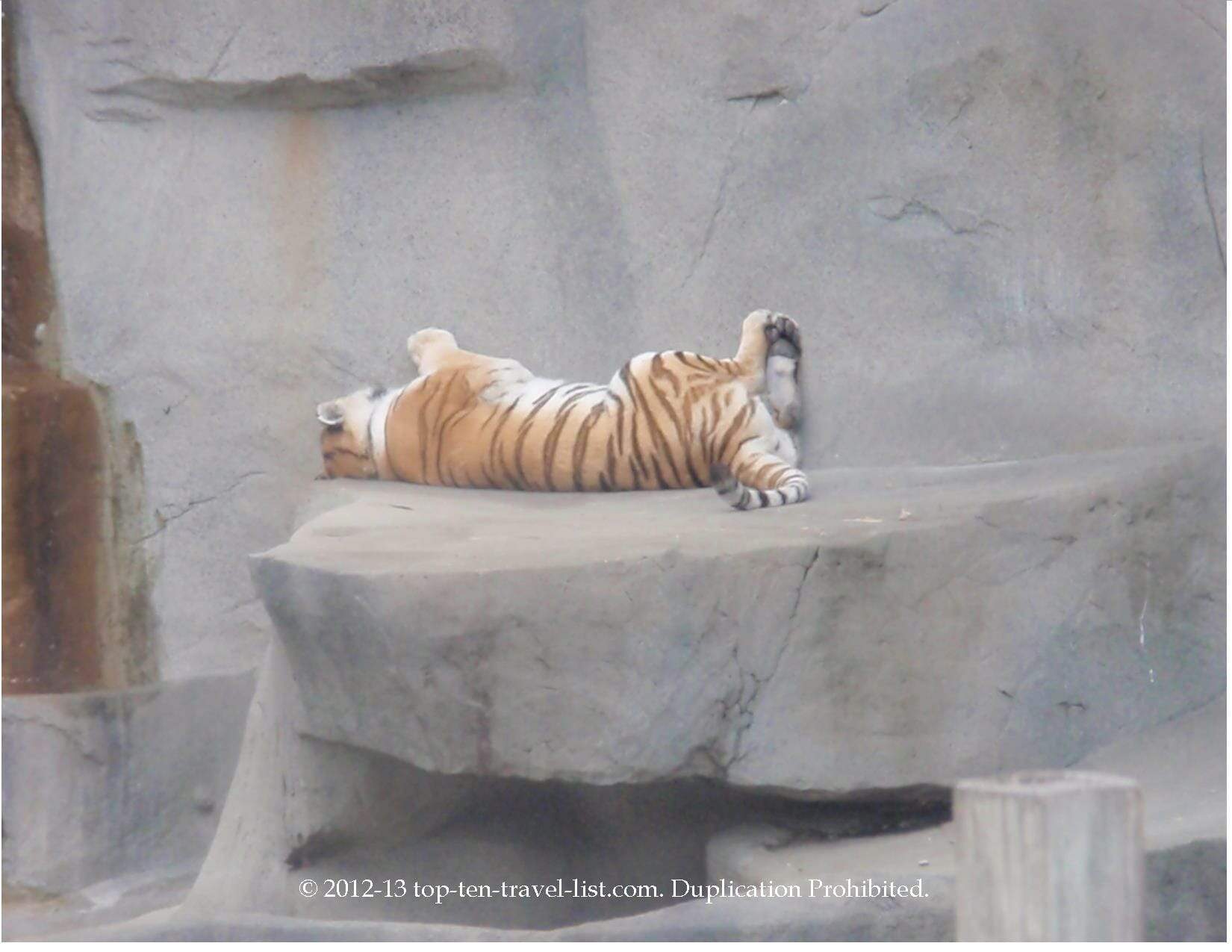 Tiger relaxing at Brookfield Zoo in Chicago 