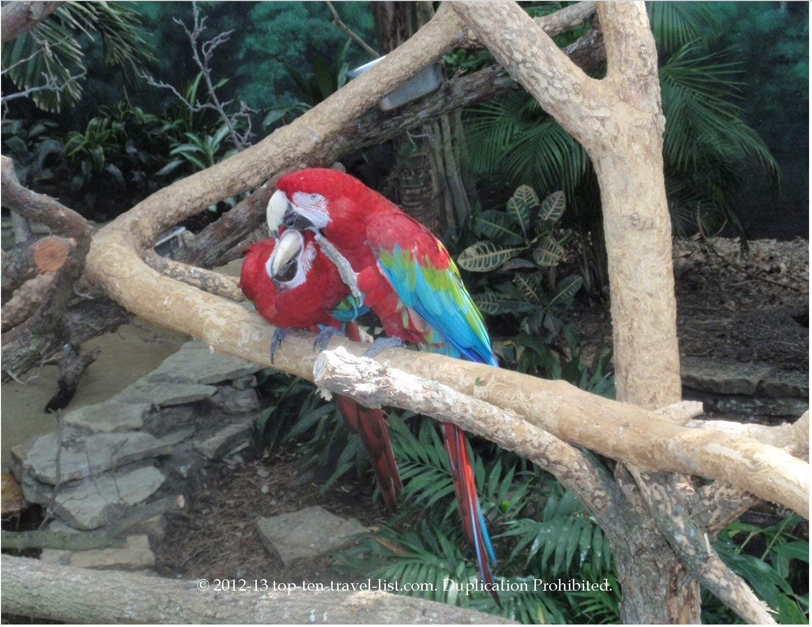 Parrots at Brookfield Zoo in Chicago