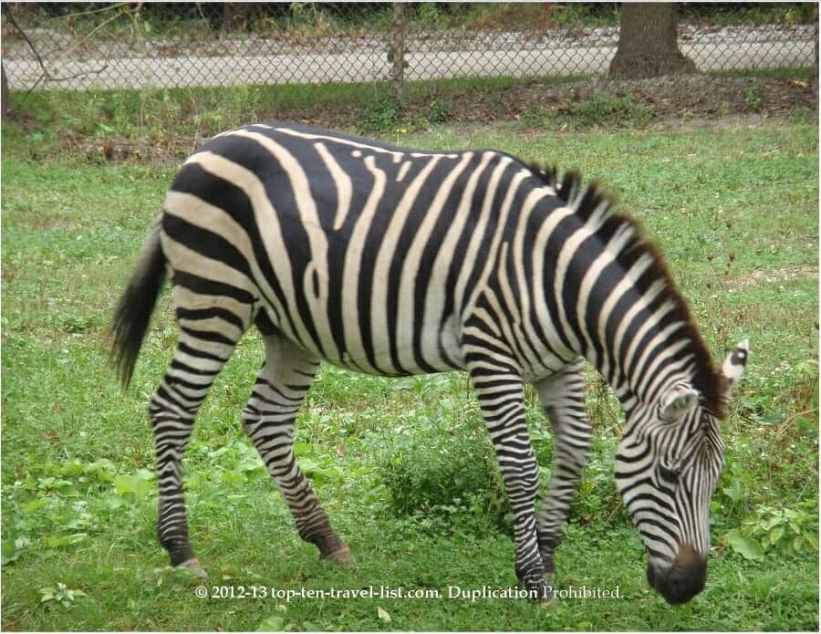 Zebra at Brookfield Zoo in Chicago