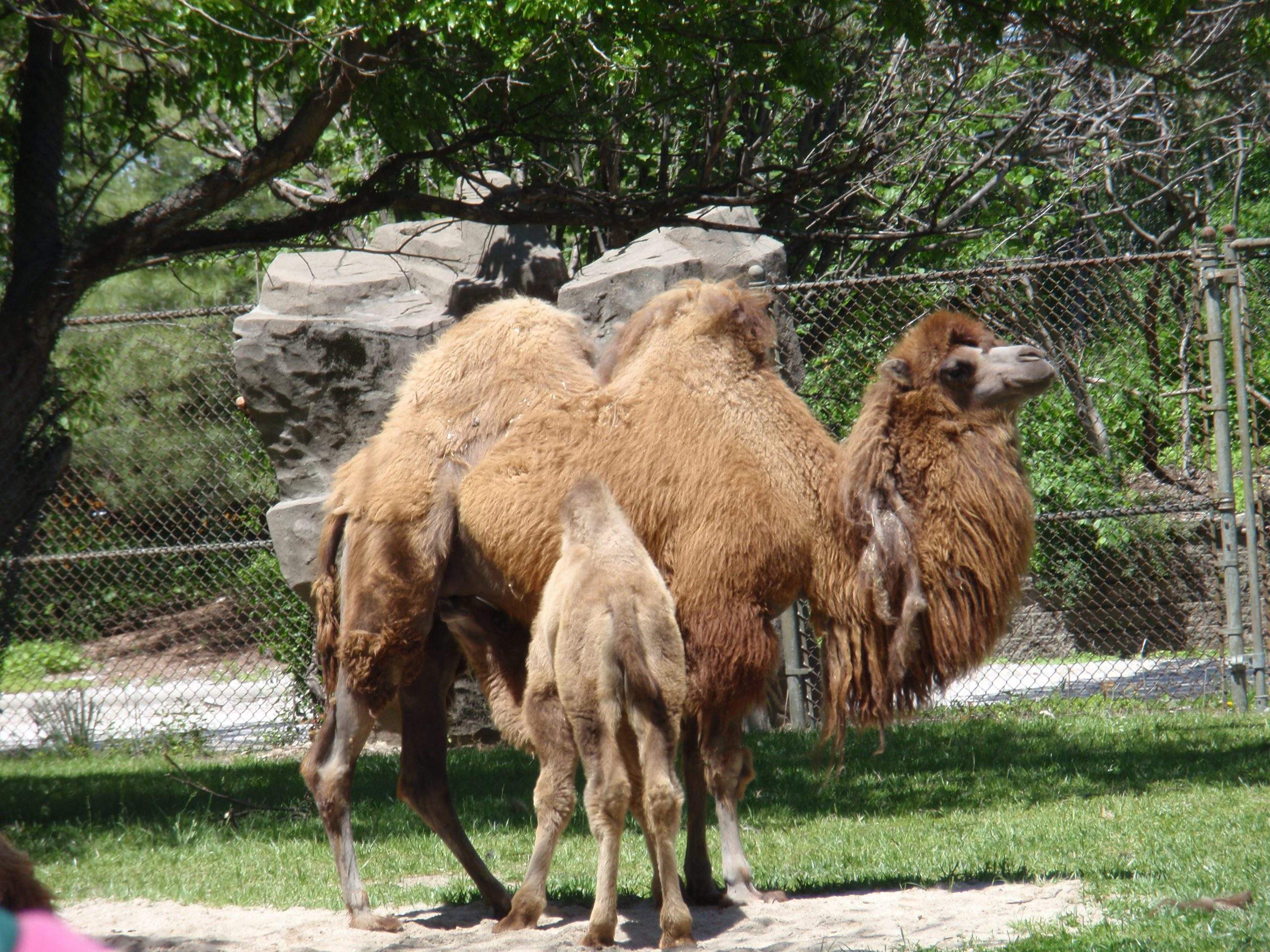 Camel at Brookfield Zoo in Chicago