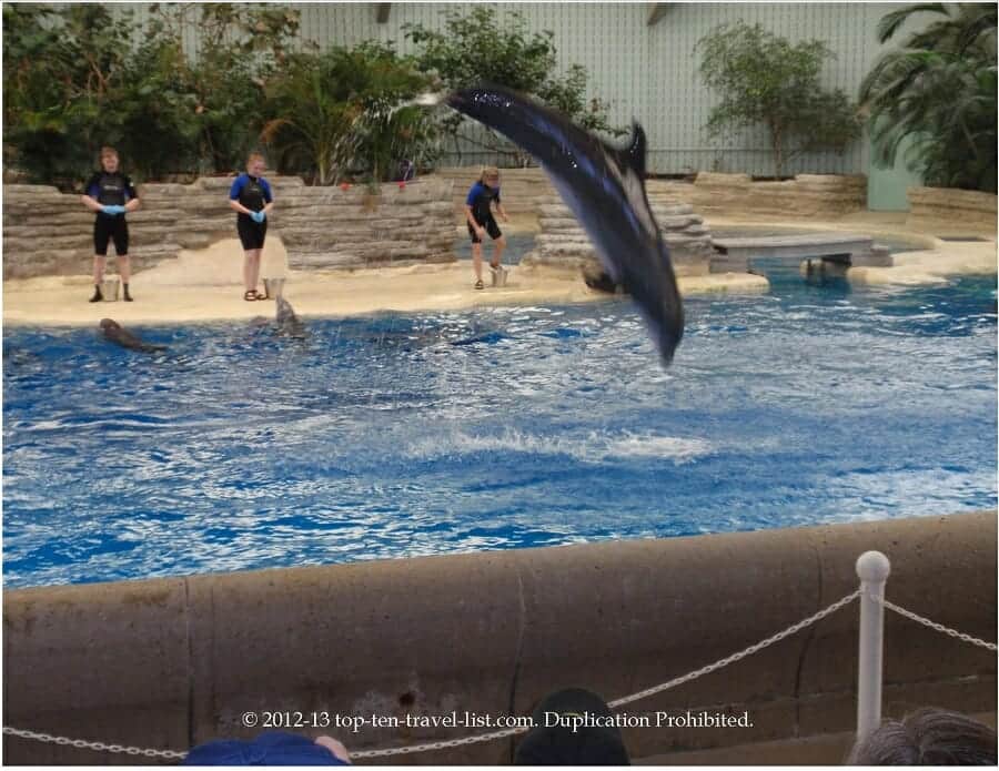 Dolphin show at Brookfield Zoo in the Chicago suburbs