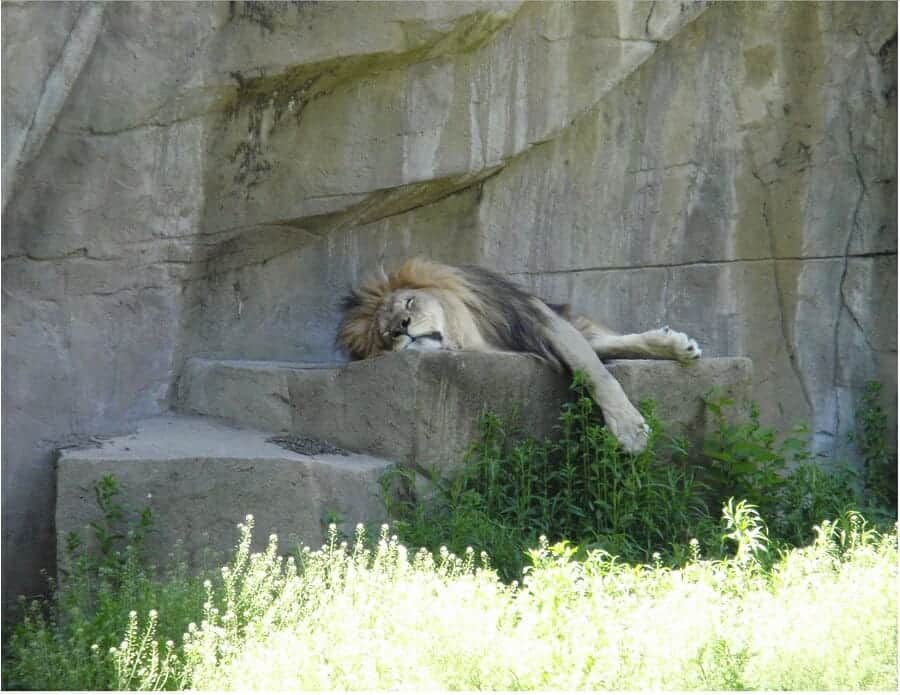 Lion sleeping at Brookfield Zoo in Chicago 