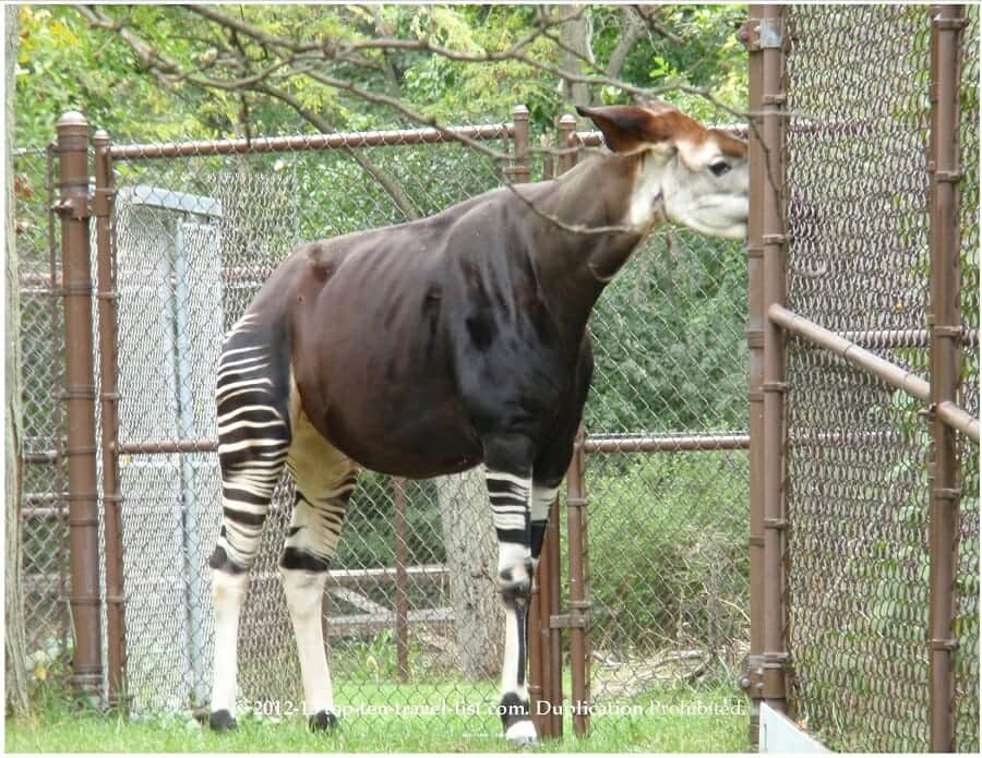 Okapi at Brookfield Zoo in Chicago